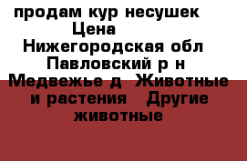 продам кур несушек   › Цена ­ 400 - Нижегородская обл., Павловский р-н, Медвежье д. Животные и растения » Другие животные   